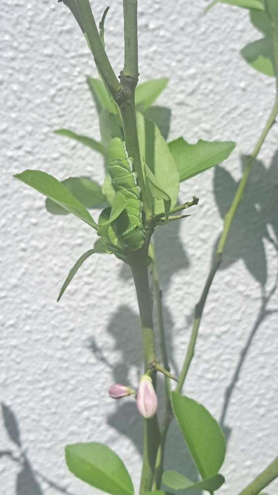 お店のレモンの木に🦋