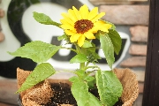スウのお花を植え替えました♪